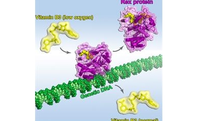 Vitamin B3 Controls Important Life Processes by Changing Shape in Response to Oxygen Level