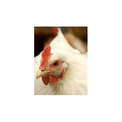 URMC Receives $15.5M for Live Virus Vaccine Isolation Studies