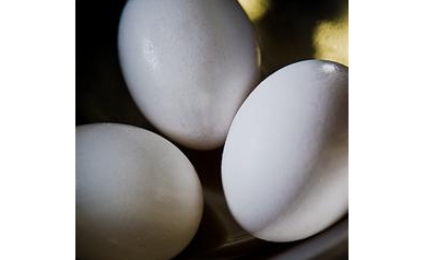 Bacteria Seek to Topple the Egg as Top Flu Vaccine Tool