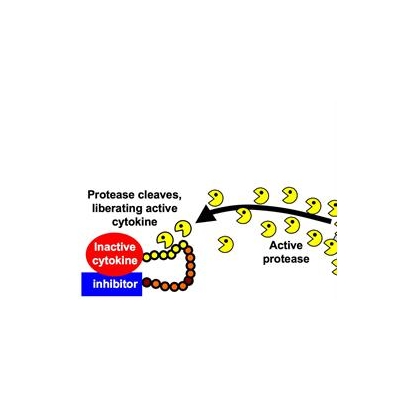 A ‘Pacman Strategy’ to Boost the Immune System to Fight Cancer