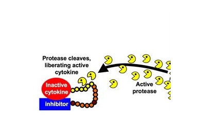 A ‘Pacman Strategy’ to Boost the Immune System to Fight Cancer