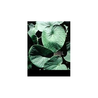 Medical Sleuthing Linked Muscle, Kidney Problems to Kava Tea