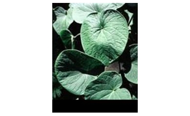 Medical Sleuthing Linked Muscle, Kidney Problems to Kava Tea