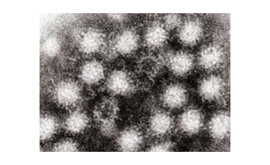Vaccine Aims to Give the Heaves the Heave-Ho