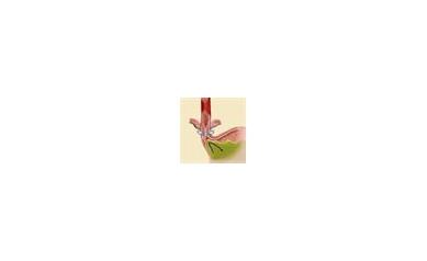 URMC Offers New Implantable Heartburn ‘Ring’