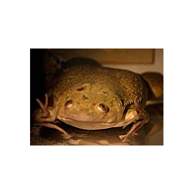 Looking for Clues from Frogs, Fish, and Snails to Fight Off Disease