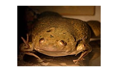 Looking for Clues from Frogs, Fish, and Snails to Fight Off Disease