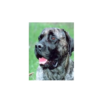 Keep Your Kids Safe this Summer: Beware of Dogs