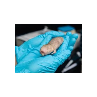 Biologists Identify Chemical Behind Cancer  Resistance in Naked Mole Rats