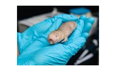 Biologists Identify Chemical Behind Cancer  Resistance in Naked Mole Rats