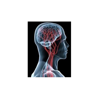 Brain’s ‘Garbage Truck’ May Hold Key to Treating Alzheimer’s and Other Disorders