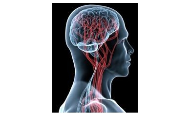 Brain’s ‘Garbage Truck’ May Hold Key to Treating Alzheimer’s and Other Disorders
