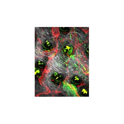 NIH Awards Team of U of R Scientists $9 Million to Study Immune System in Action