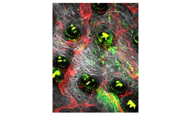 NIH Awards Team of U of R Scientists $9 Million to Study Immune System in Action