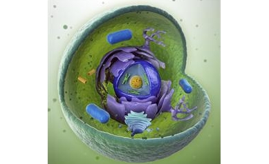 Researchers Receive $1.4M to Study Gene Therapy and DNA Delivery