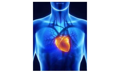 $2.5 Million Grant Funds Research on Preventing  Damage from Heart Attack