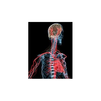 Understanding the ‘Enemy Within’ that Causes Brain Damage after Cardiac Arrest