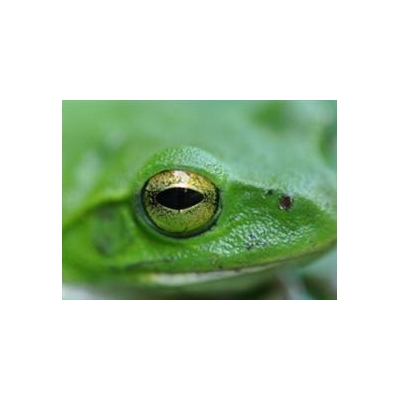 What Frogs Can Teach Us About Tumors
