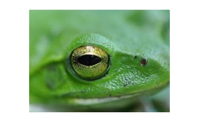 What Frogs Can Teach Us About Tumors