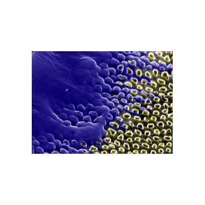 “Honeycomb” of Nanotubes Could Boost Genetic Engineering