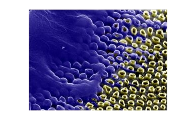 “Honeycomb” of Nanotubes Could Boost Genetic Engineering