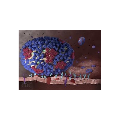 URMC Researchers Discover Rare Flu-Thwarting Mutation