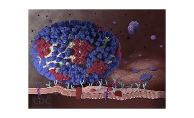 URMC Researchers Discover Rare Flu-Thwarting Mutation