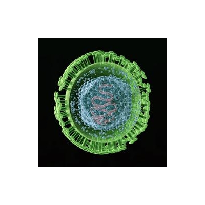 Hidden Herpes Virus May Play Key Role in MS, Other Brain Disorders