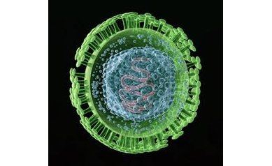 Hidden Herpes Virus May Play Key Role in MS, Other Brain Disorders