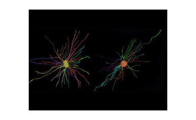 Faulty Support Cells Disrupt Communication in Brains of People with Schizophrenia