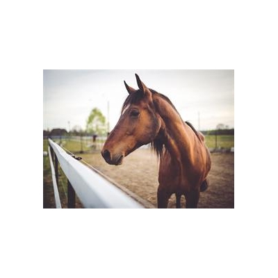 Horses Get the Flu, Too