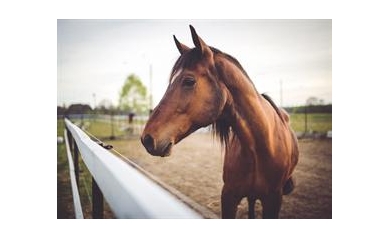 Horses Get the Flu, Too