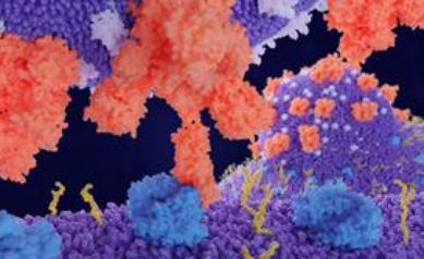Coronavirus Research Focuses on RNA as Key to Developing New Treatments