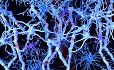 Animal Study Shows Human Brain Cells Repair Damage in Multiple Sclerosis