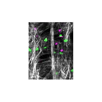 Rochester Researchers Receive $12 Million Award to Visualize the Immune System in Action