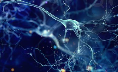 Fragile X Syndrome_Nerve Cells