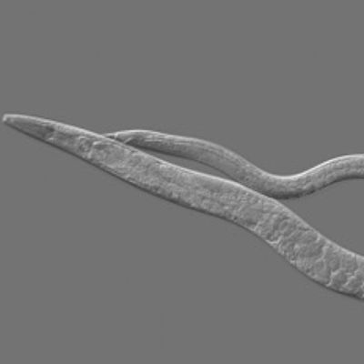 Study: Biology Blurs Line Between Sexes, Behaviors