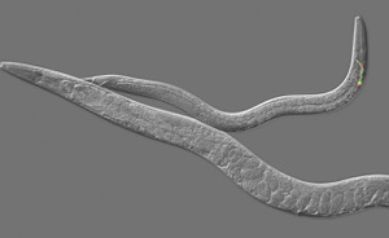 Study: Biology Blurs Line Between Sexes, Behaviors
