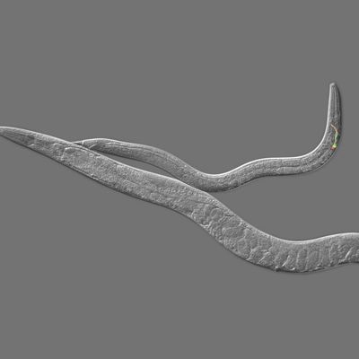 Perfect Timing: Making the 'Switch' from Juvenile to Adult