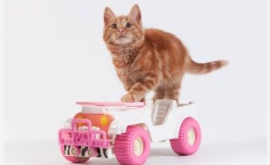Cat on car