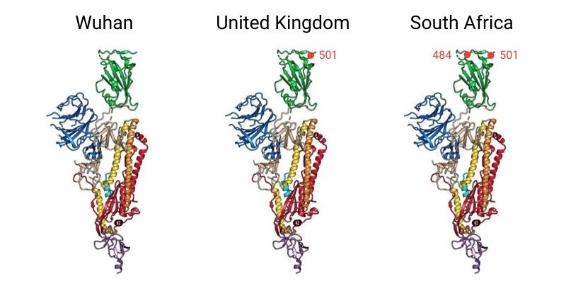 Mutations in the spike protein of three COVID variants