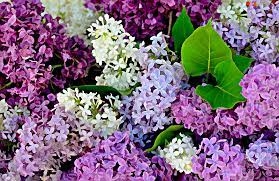 lilacs