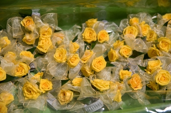 yellow flowers