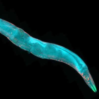 Caenorhabditis elegans