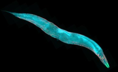 Appetite for survival: Brain signal alerts roundworms to changing food supply