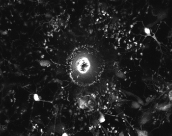 LoweryLatchney2022BBI-MicroglialResponseToInjuryAfterTCDD