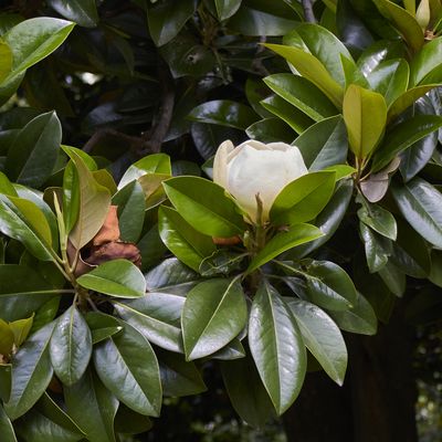 Can a Drug Derived from Magnolia Plants Impact Leukemia?