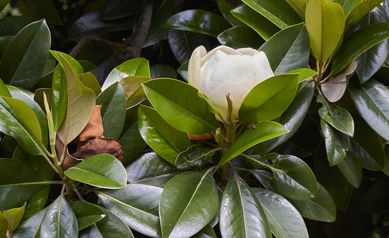 Can a Drug Derived from Magnolia Plants Impact Leukemia?