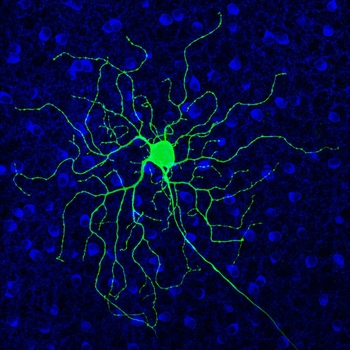 Mouse retinal ganglion cells_Telias_Paper_March2022