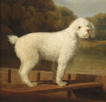 artistic image of a white poodle
